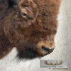 American Buffalo Taxidermy Shoulder Mount For Sale - Image 6