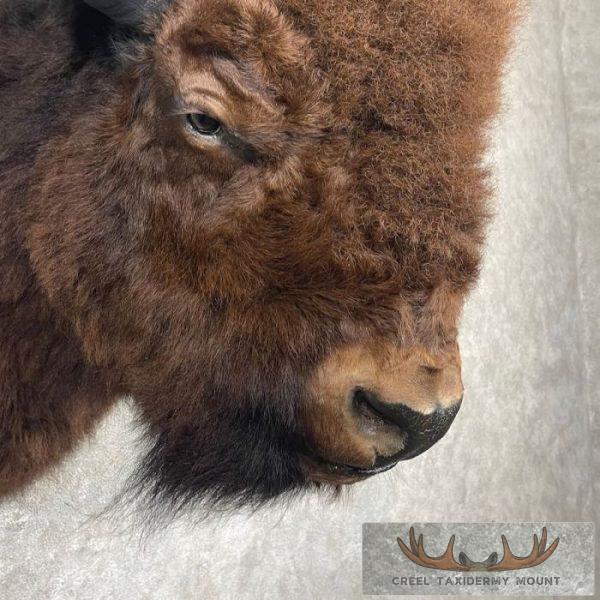 American Buffalo Taxidermy Shoulder Mount For Sale - Image 6