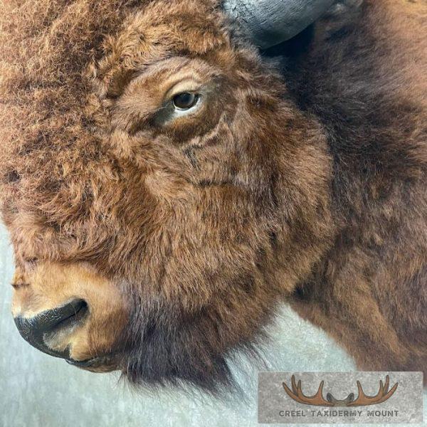American Buffalo Taxidermy Shoulder Mount For Sale - Image 7