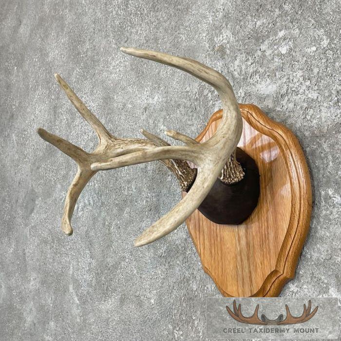 Whitetail Deer Antler Plaque Taxidermy Mount For Sale - Image 2