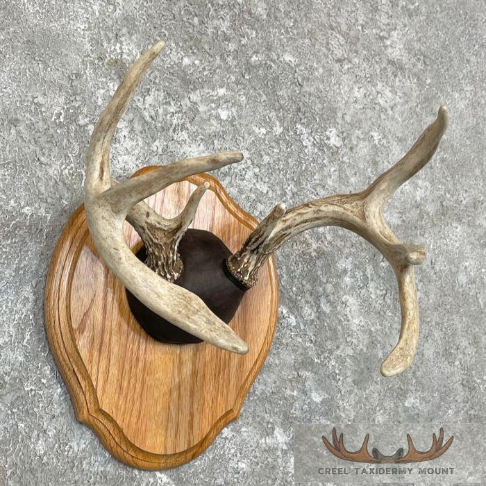Whitetail Deer Antler Plaque Taxidermy Mount For Sale - Image 3