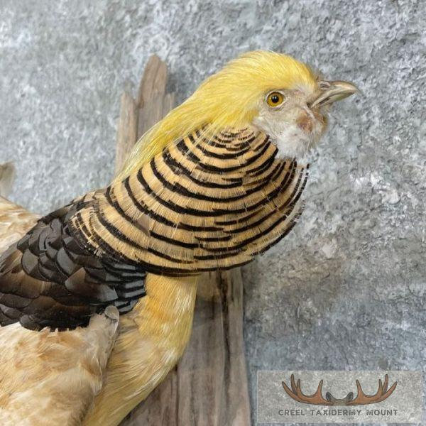 Buff Golden Pheasant Taxidermy Bird Mount For Sale - Creel Taxidermy