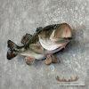 Largemouth Bass Taxidermy Fish Mount For Sale - Image 2