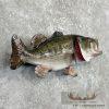 Largemouth Bass Taxidermy Fish Mount For Sale - Image 3