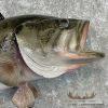 Largemouth Bass Taxidermy Fish Mount For Sale - Image 4