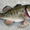 Largemouth Bass Taxidermy Fish Mount For Sale - Image 5