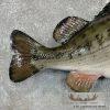 Largemouth Bass Taxidermy Fish Mount For Sale - Image 6