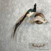 Lady Amherst Pheasant Taxidermy Bird Mount For Sale - Image 2