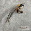 Lady Amherst Pheasant Taxidermy Bird Mount For Sale - Image 4