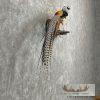 Lady Amherst Pheasant Taxidermy Bird Mount For Sale - Image 5