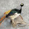 Lady Amherst Pheasant Taxidermy Bird Mount For Sale - Image 6