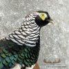 Lady Amherst Pheasant Taxidermy Bird Mount For Sale - Image 7