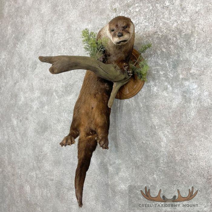 River Otter Life-Size Taxidermy Mount For Sale - Image 2