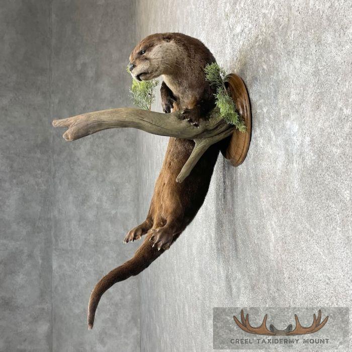 River Otter Life-Size Taxidermy Mount For Sale - Image 3