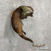 River Otter Life-Size Taxidermy Mount For Sale - Image 4
