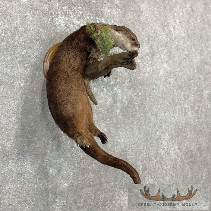 River Otter Life-Size Taxidermy Mount For Sale - Image 4