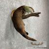 River Otter Life-Size Taxidermy Mount For Sale - Image 5