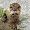 River Otter Life-Size Taxidermy Mount For Sale - Image 6