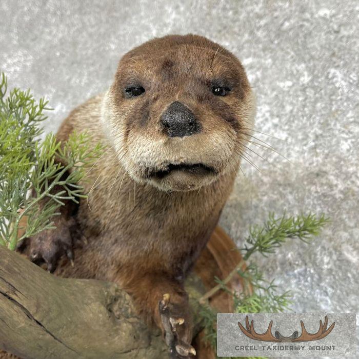 River Otter Life-Size Taxidermy Mount For Sale - Image 6