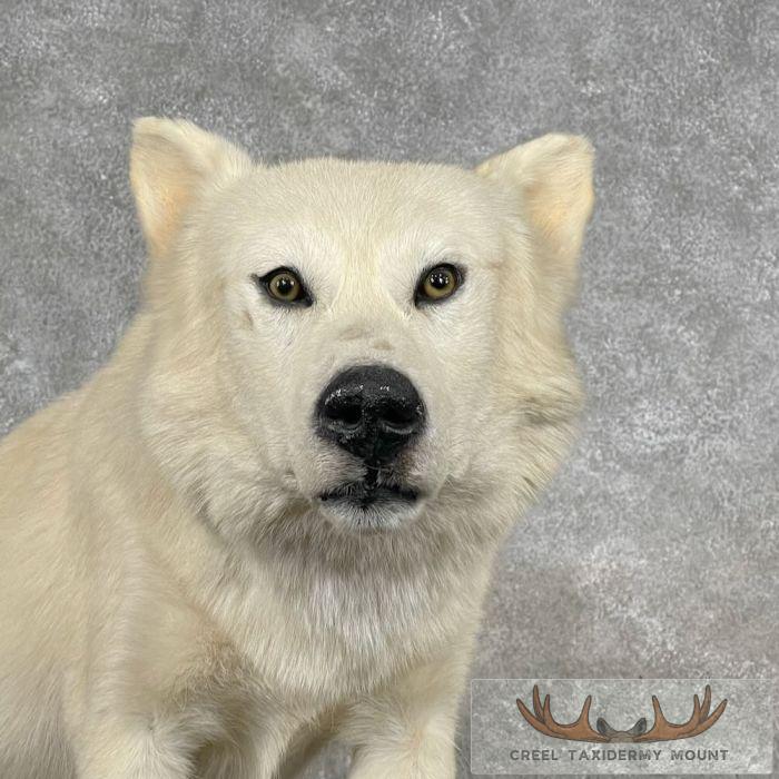 Alaskan White Wolf Life-Size Taxidermy Mount For Sale - Image 3