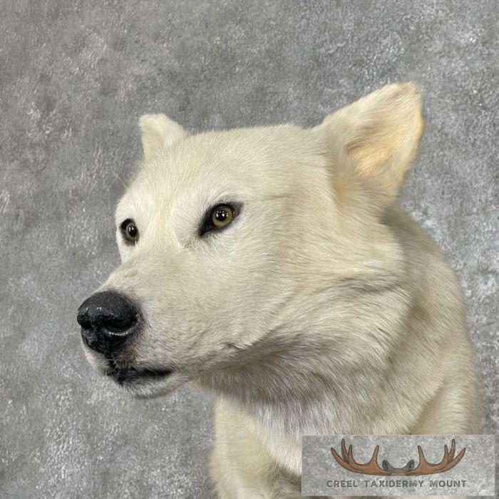 Alaskan White Wolf Life-Size Taxidermy Mount For Sale - Image 4
