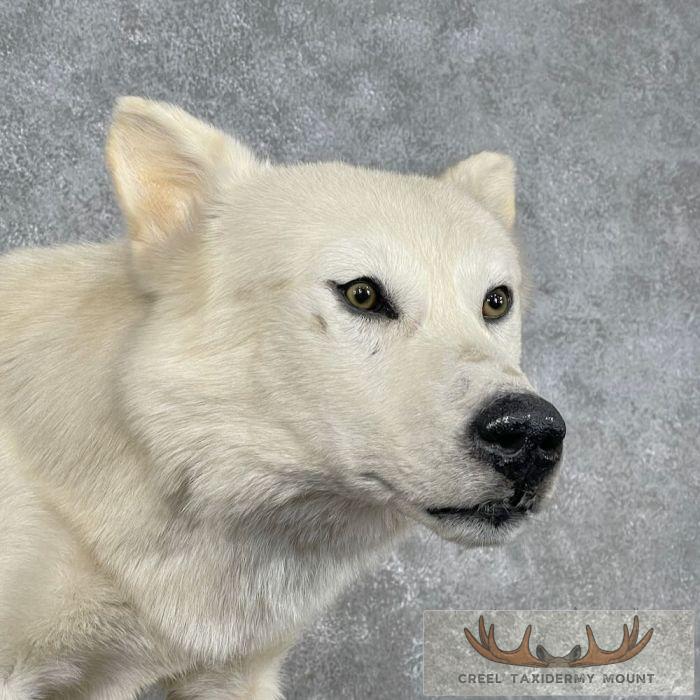 Alaskan White Wolf Life-Size Taxidermy Mount For Sale - Image 2