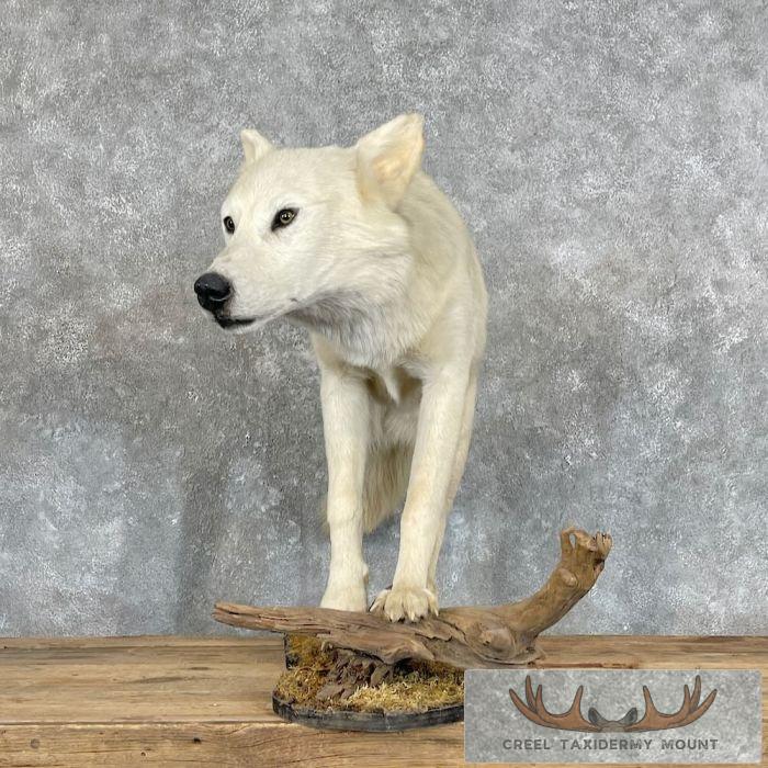 Alaskan White Wolf Life-Size Taxidermy Mount For Sale - Image 5