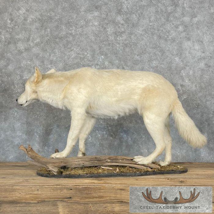 Alaskan White Wolf Life-Size Taxidermy Mount For Sale - Image 6