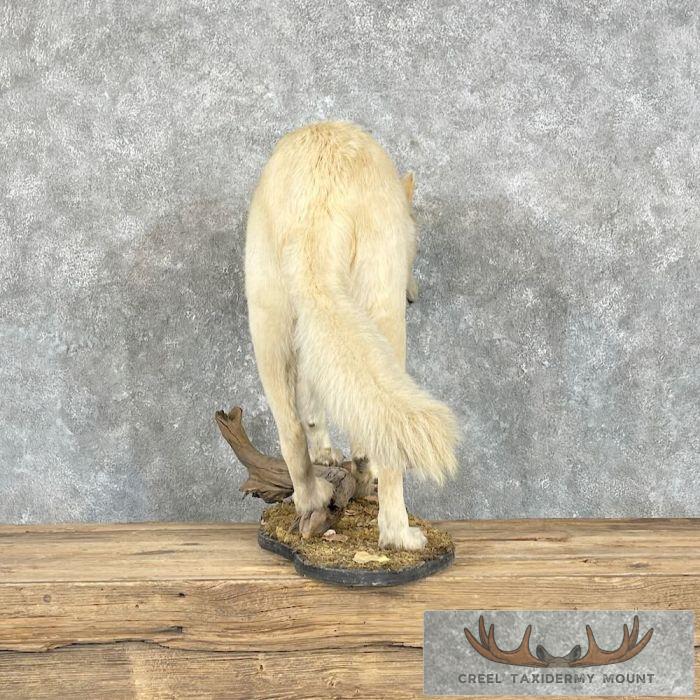 Alaskan White Wolf Life-Size Taxidermy Mount For Sale - Image 7