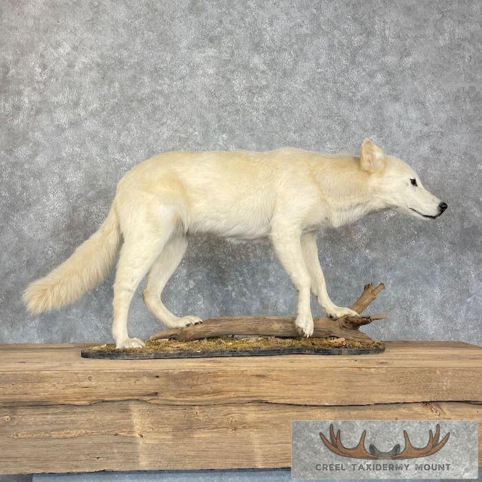 Alaskan White Wolf Life-Size Taxidermy Mount For Sale - Image 8