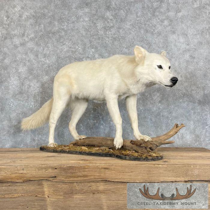 Alaskan White Wolf Life-Size Taxidermy Mount For Sale - Image 9