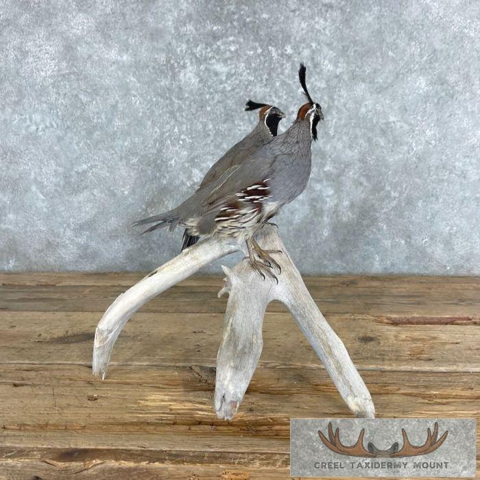 California Quail Pair Taxidermy Bird Mount For Sale - Image 3