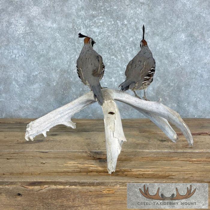 California Quail Pair Taxidermy Bird Mount For Sale - Image 4