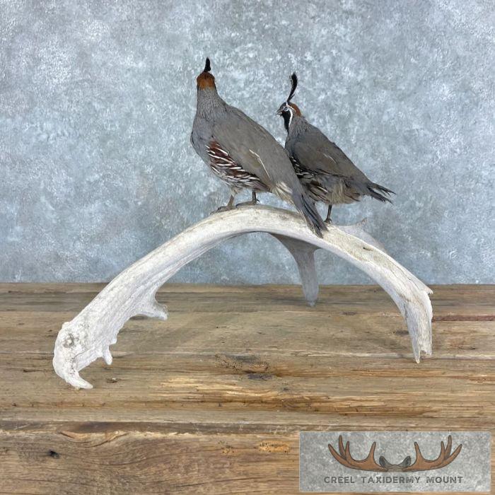 California Quail Pair Taxidermy Bird Mount For Sale - Image 5
