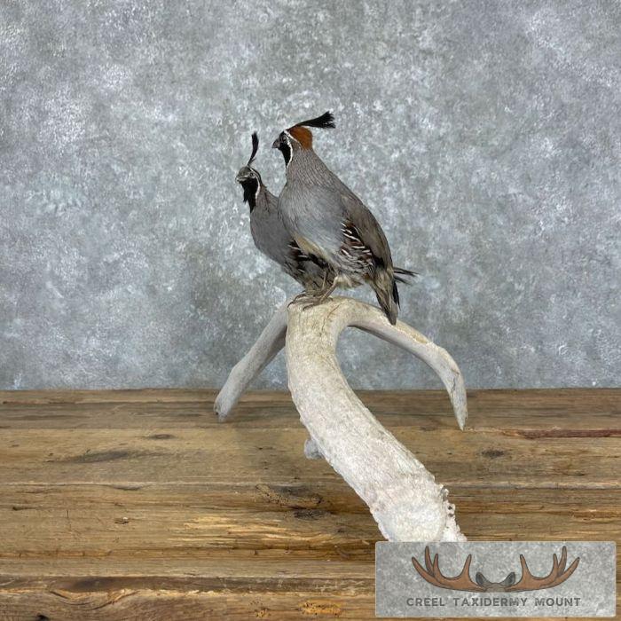 California Quail Pair Taxidermy Bird Mount For Sale - Image 6