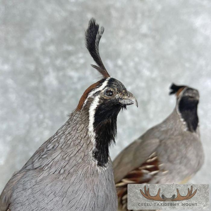 California Quail Pair Taxidermy Bird Mount For Sale - Image 8