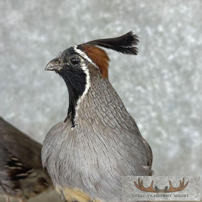 California Quail Pair Taxidermy Bird Mount For Sale - Image 7