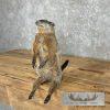 Groundhog Life-Size Taxidermy Mount For Sale - Image 2