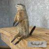 Groundhog Life-Size Taxidermy Mount For Sale - Image 3