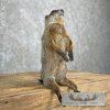 Groundhog Life-Size Taxidermy Mount For Sale - Image 4