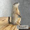 Groundhog Life-Size Taxidermy Mount For Sale - Image 5