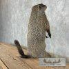 Groundhog Life-Size Taxidermy Mount For Sale - Image 6