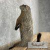 Groundhog Life-Size Taxidermy Mount For Sale - Image 8
