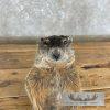 Groundhog Life-Size Taxidermy Mount For Sale - Image 9