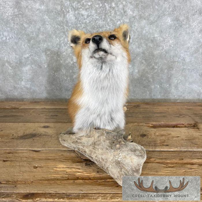 Red Fox Pedestal Taxidermy Mount For Sale - Image 2