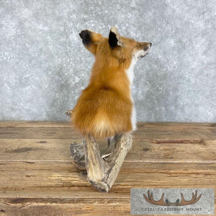 Red Fox Pedestal Taxidermy Mount For Sale - Image 3