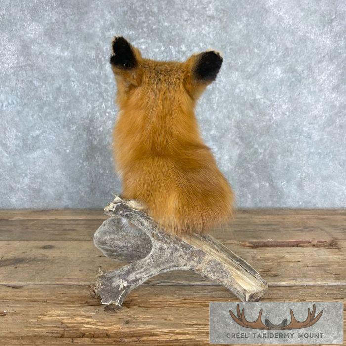 Red Fox Pedestal Taxidermy Mount For Sale - Image 4