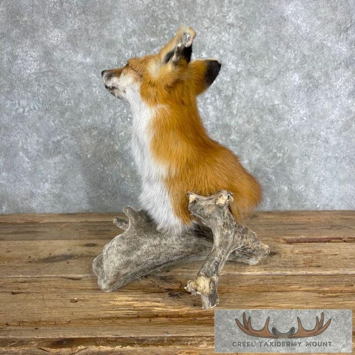 Red Fox Pedestal Taxidermy Mount For Sale - Image 5