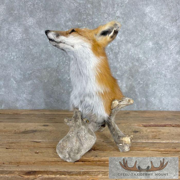 Red Fox Pedestal Taxidermy Mount For Sale - Image 6
