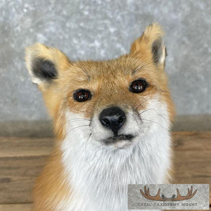 Red Fox Pedestal Taxidermy Mount For Sale - Image 7